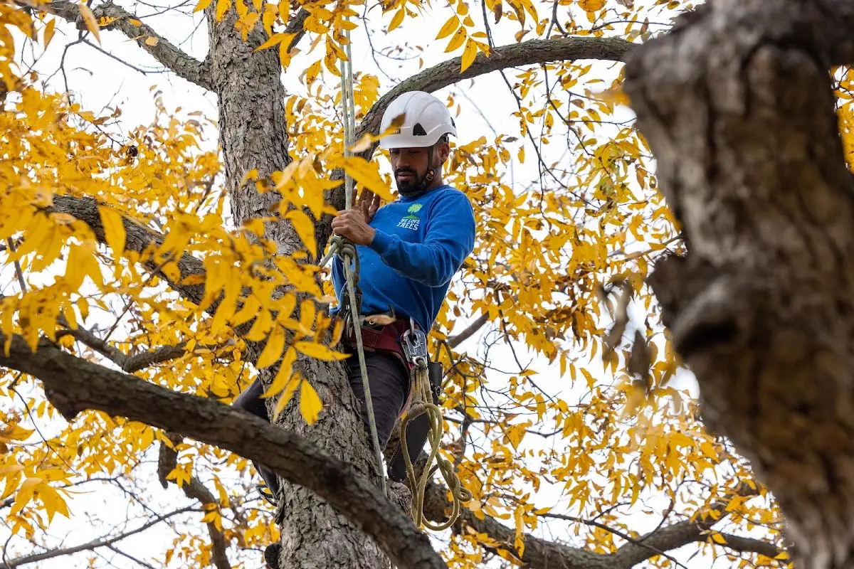 Skilled Tree Planing crew working in Augusta